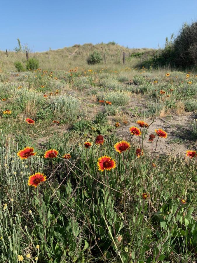 Mon Petit Paradis, Vue Sur Dunes Et Mer, Acces Direct Plage Robinson, Terrasse, Parking Prive, Tres Ressourcant, A Marseillan Plage Esterno foto
